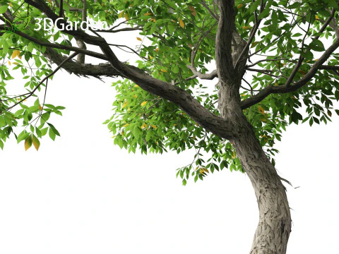 Carya ovata - Shagbark hickory 3D Model