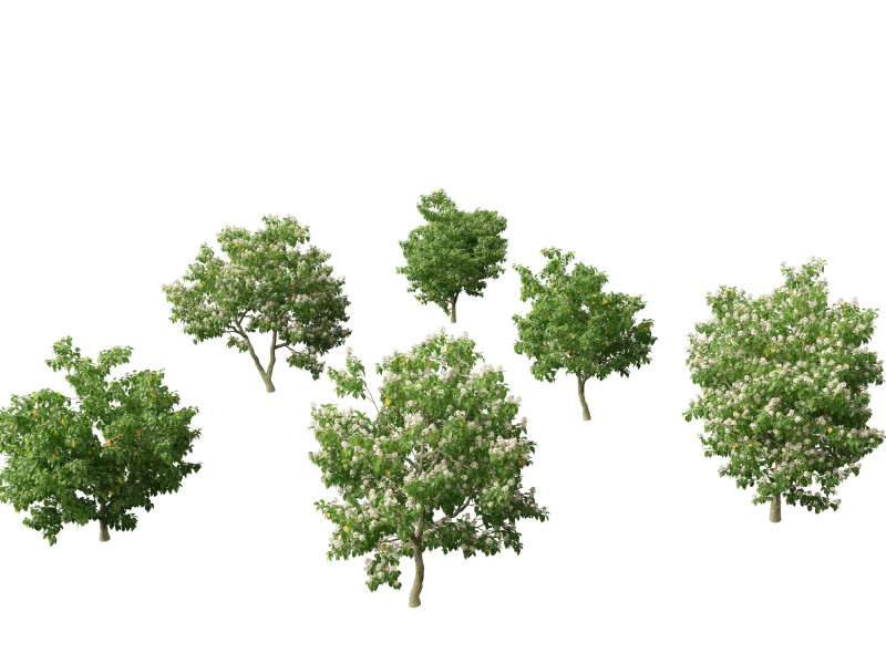 Catalpa speciosa - Northern catalpa 3Dモデル .c4d .max .obj .3ds .fbx .stl .blend 