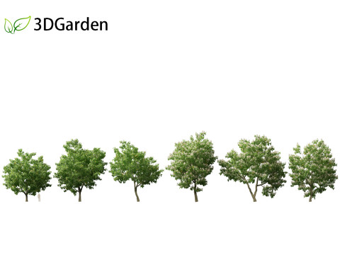Catalpa speciosa - Northern catalpa 3Dモデル
