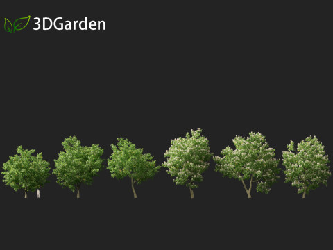 Catalpa speciosa - Northern catalpa 3Dモデル