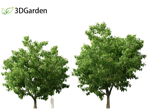 Catalpa speciosa - Northern catalpa 3Dモデル
