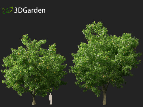 Catalpa speciosa - Northern catalpa 3Dモデル