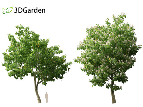 Catalpa speciosa - Northern catalpa 3Dモデル