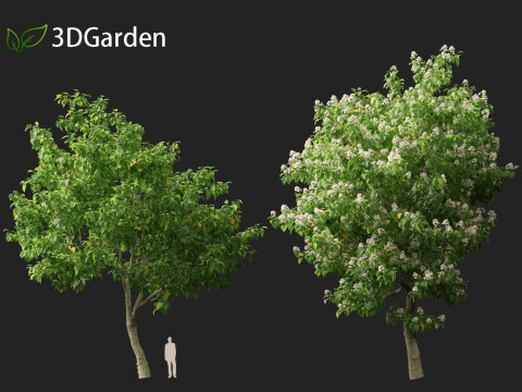 Catalpa speciosa - Northern catalpa 3Dモデル