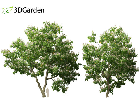 Catalpa speciosa - Northern catalpa 3Dモデル