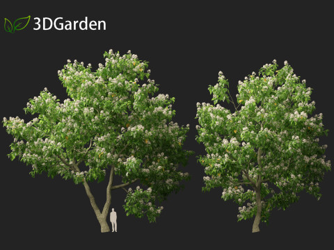 Catalpa speciosa - Northern catalpa 3Dモデル