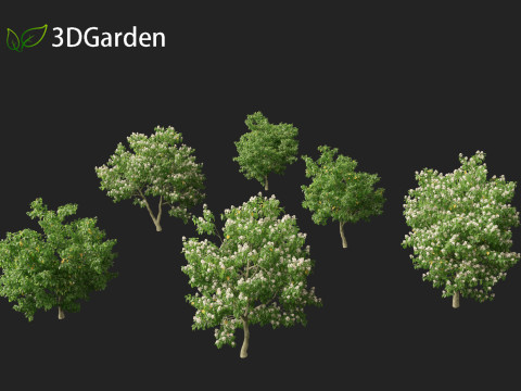 Catalpa speciosa - Northern catalpa 3Dモデル