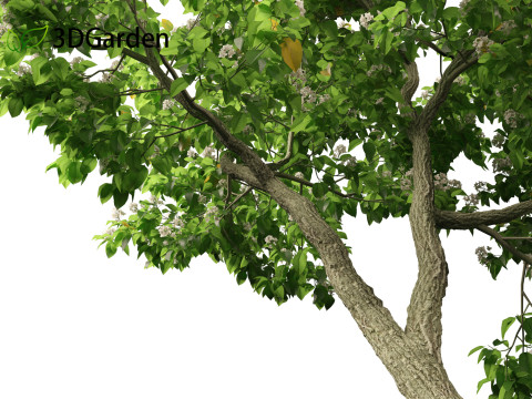 Catalpa speciosa - Northern catalpa 3Dモデル