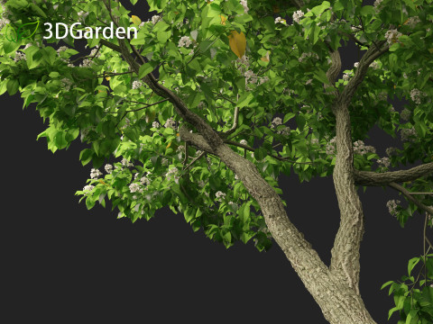 Catalpa speciosa - Northern catalpa 3Dモデル