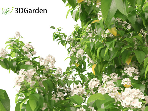 Catalpa speciosa - Northern catalpa 3Dモデル