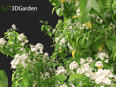 Catalpa speciosa - Northern catalpa 3Dモデル