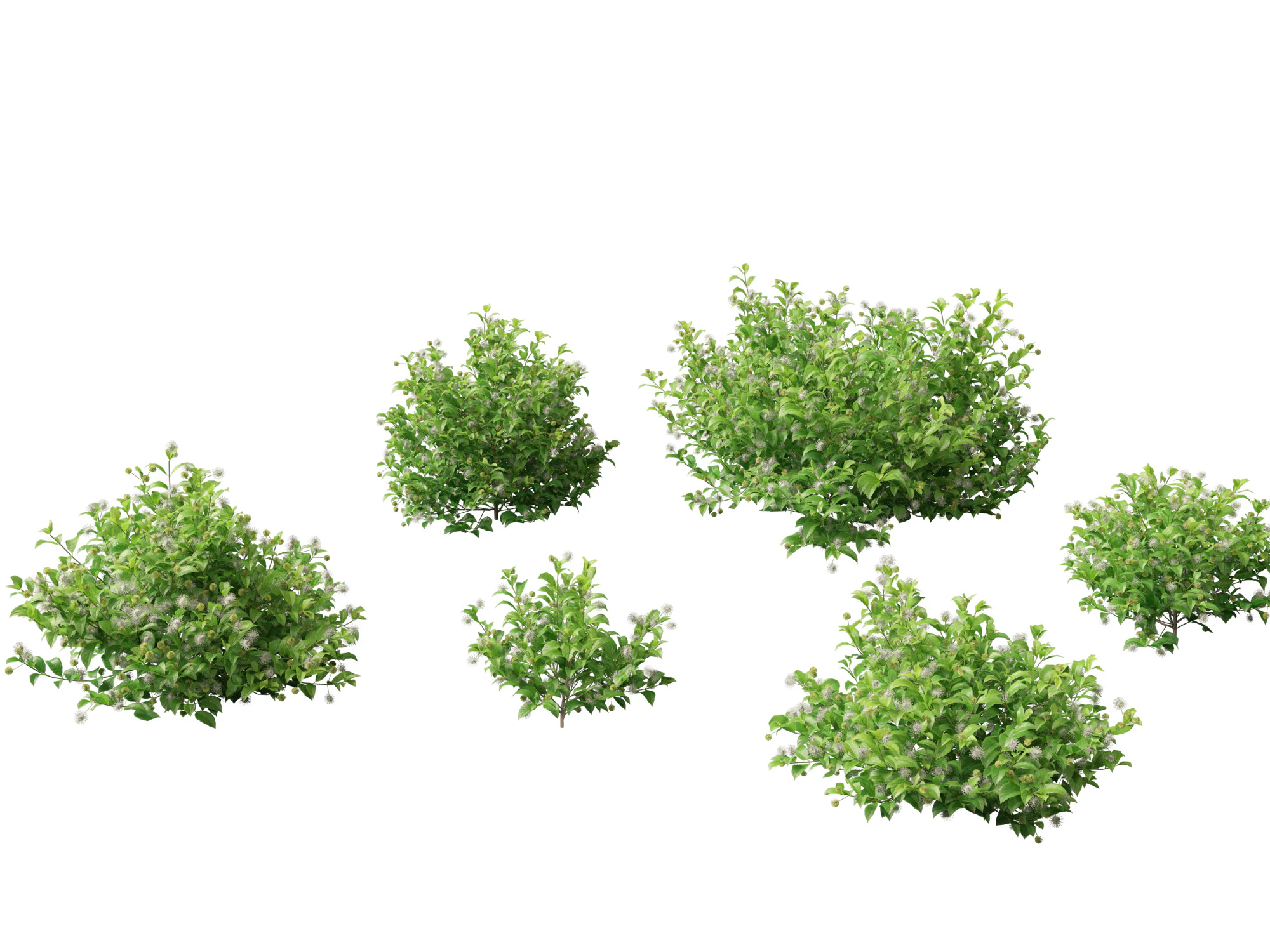Catalpa speciosa - Northern catalpa 3D Model .c4d .max .obj .3ds .fbx .stl .blend 