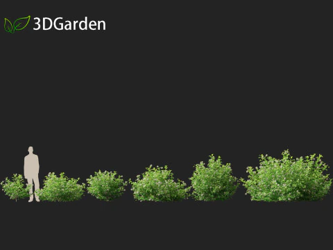 Catalpa speciosa - Northern catalpa 3D Model