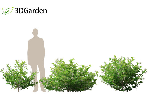 Catalpa speciosa - Northern catalpa 3Dモデル