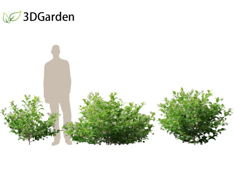 Catalpa speciosa - Northern catalpa 3D Model