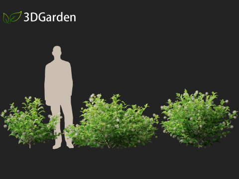 Catalpa speciosa - Northern catalpa 3Dモデル