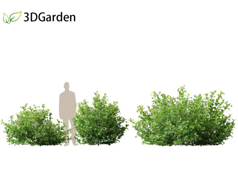 Catalpa speciosa - Northern catalpa 3Dモデル