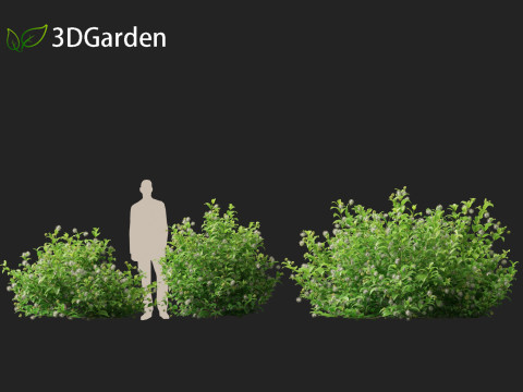 Catalpa speciosa - Northern catalpa 3Dモデル