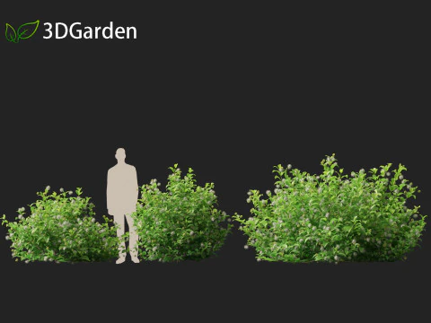 Catalpa speciosa - Northern catalpa 3D Model