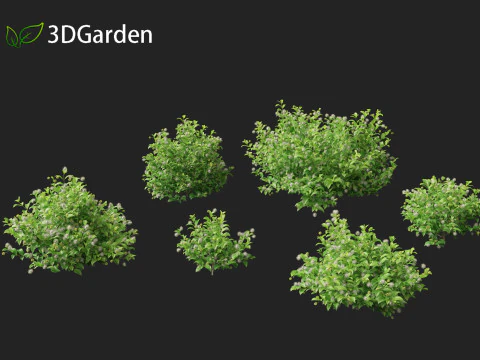 Catalpa speciosa - Northern catalpa 3D Model