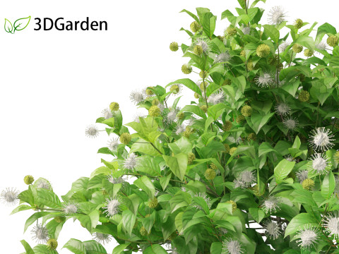Catalpa speciosa - Northern catalpa 3Dモデル