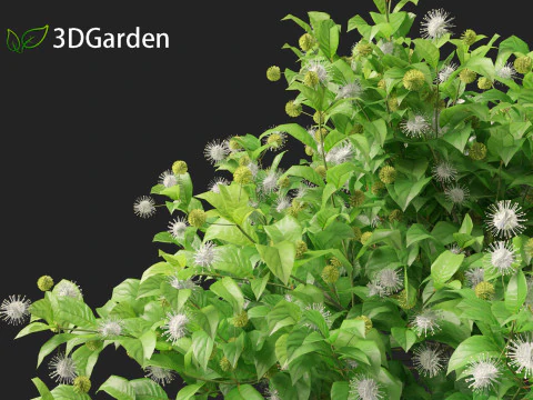 Catalpa speciosa - Northern catalpa 3D Model