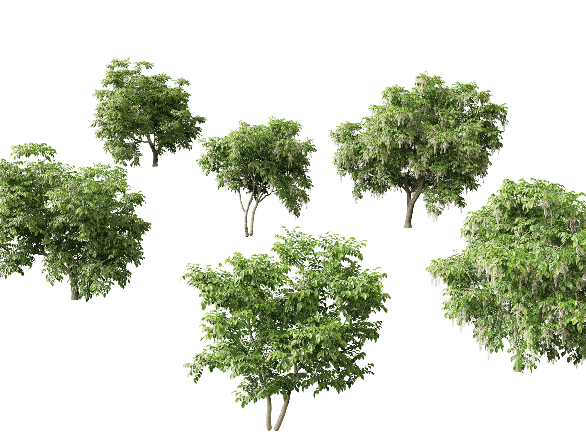 Cladrastis kentukea - American yellowwood 3D Model .c4d .max .obj .3ds .fbx .stl .blend 
