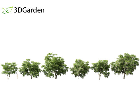 Cladrastis kentukea - American yellowwood 3D Model