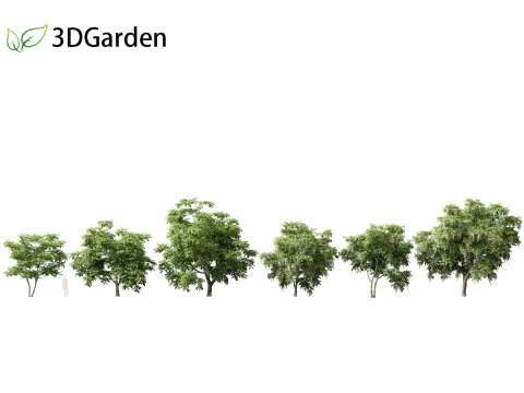 Cladrastis kentukea - American yellowwood 3D Model