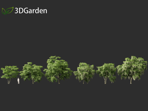 Cladrastis kentukea - American yellowwood 3D Model