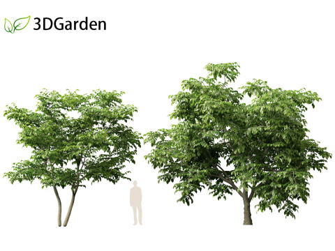 Cladrastis kentukea - American yellowwood 3D Model