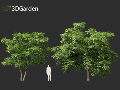 Cladrastis kentukea - American yellowwood 3D Model