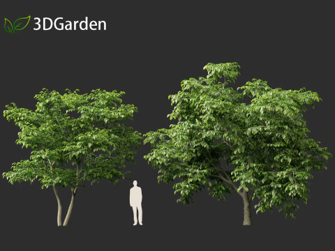 Cladrastis kentukea - American yellowwood 3D Model