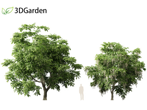 Cladrastis kentukea - American yellowwood 3D Model