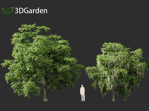 Cladrastis kentukea - American yellowwood 3D Model