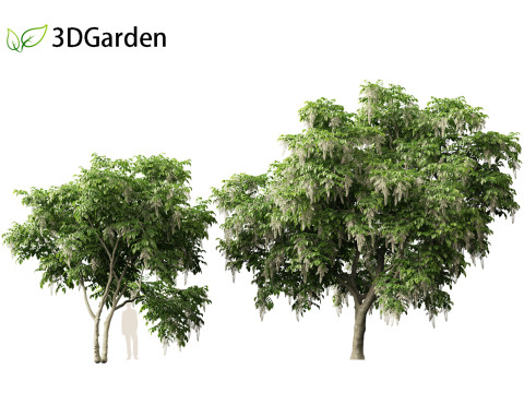 Cladrastis kentukea - American yellowwood 3D Model