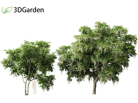 Cladrastis kentukea - American yellowwood 3D Model