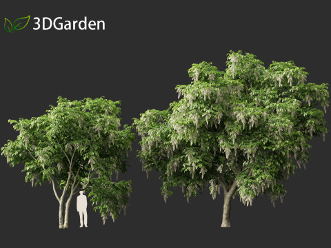 Cladrastis kentukea - American yellowwood 3D Model
