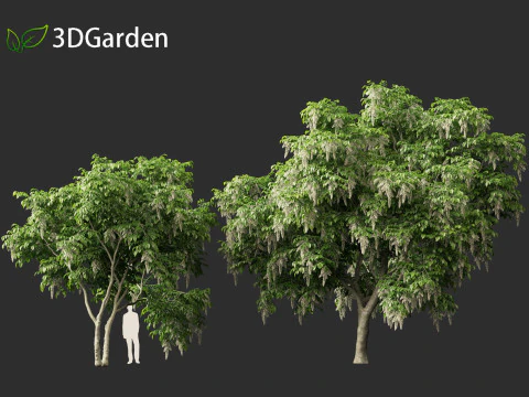 Cladrastis kentukea - American yellowwood 3D Model