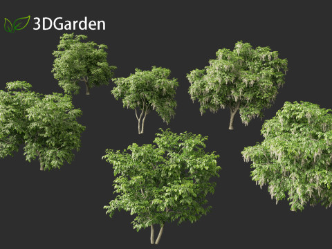Cladrastis kentukea - American yellowwood 3D Model