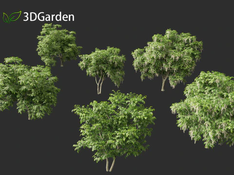 Cladrastis kentukea - American yellowwood 3D Model