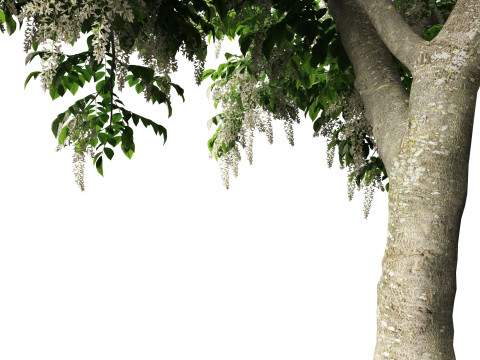 Cladrastis kentukea - American yellowwood 3D Model