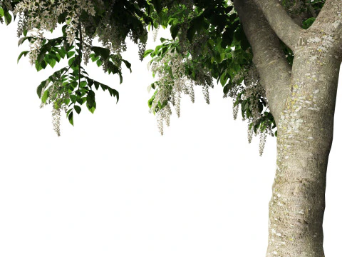 Cladrastis kentukea - American yellowwood 3D Model