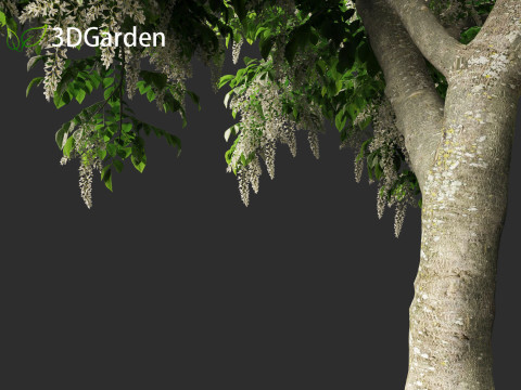 Cladrastis kentukea - American yellowwood 3D Model