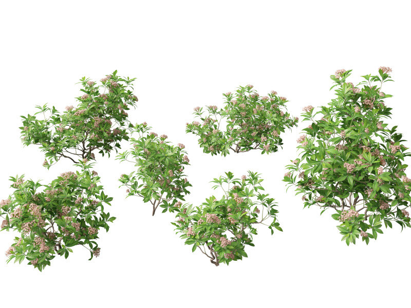 Kalmia latifolia - Mountain laurel 3D Модель .c4d .max .obj .3ds .fbx .stl .blend 