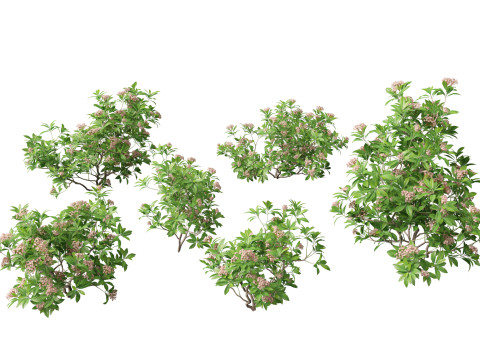 Kalmia latifolia - Mountain laurel 3D मॉडल