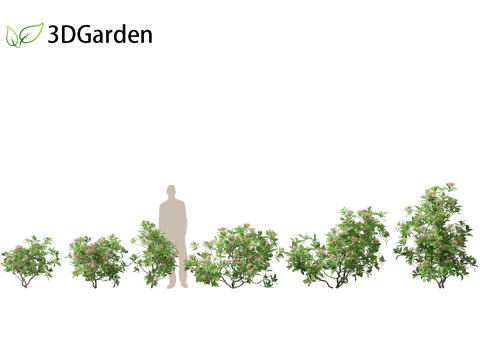 Kalmia latifolia - Alloro di montagna Modello 3D