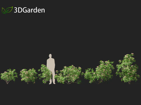 Kalmia latifolia - Alloro di montagna Modello 3D