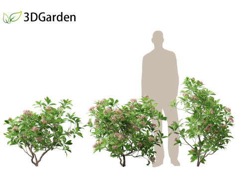 Kalmia latifolia - Mountain laurel 3D Модель