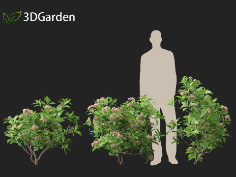 Kalmia latifolia - Mountain laurel 3D Модель